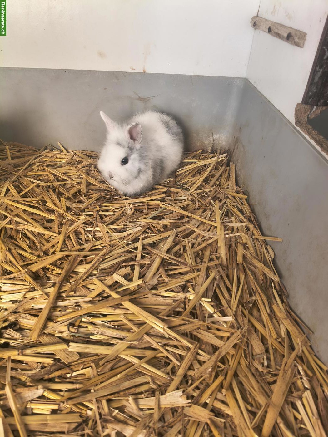 Reinrassige Löwenköpfchen Jungtiere