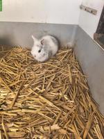 Reinrassige Löwenköpfchen Jungtiere