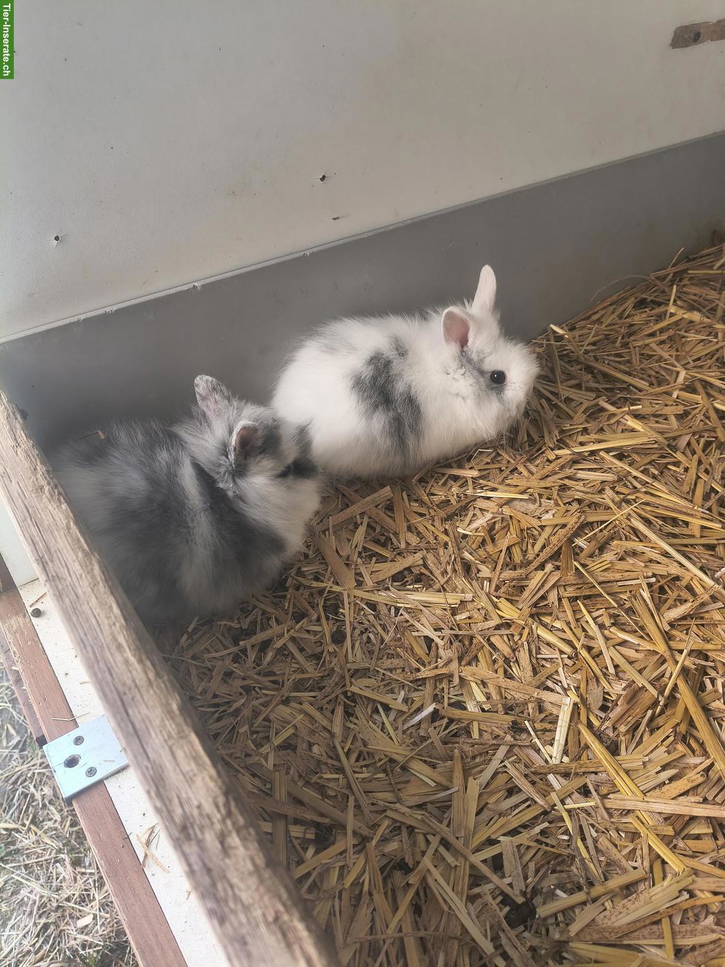 Bild 2: Reinrassige Löwenköpfchen Jungtiere