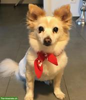 Mischlingshündin Jessy sucht eine liebevolle Familie