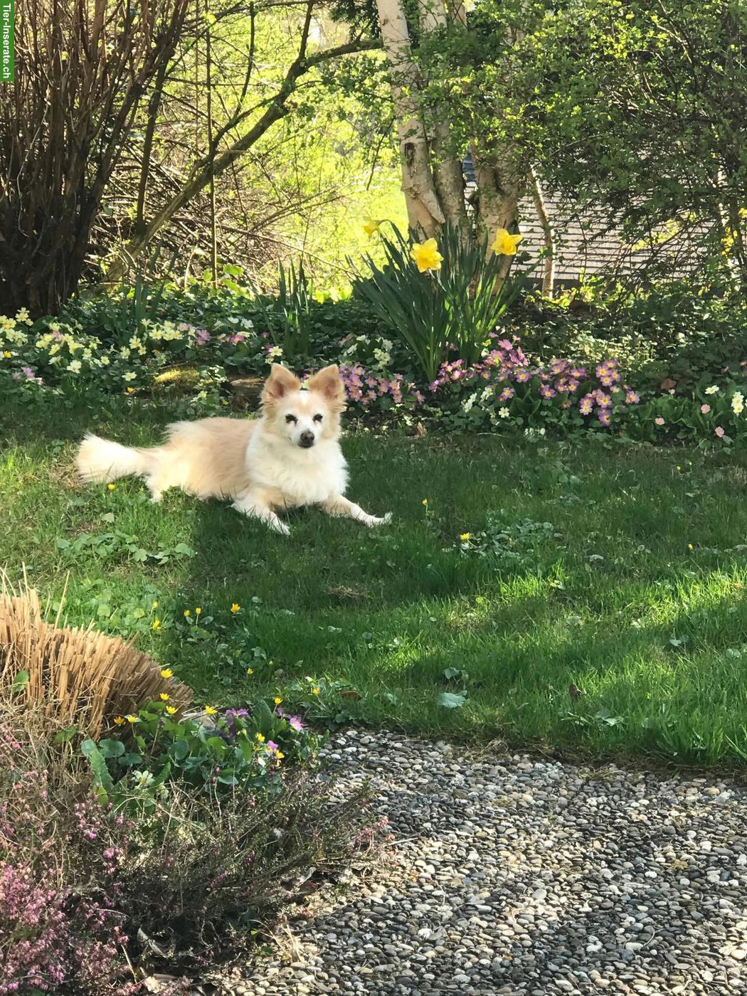 Bild 2: Mischlingshündin Jessy sucht eine liebevolle Familie