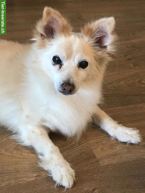 Bild 3: Mischlingshündin Jessy sucht eine liebevolle Familie