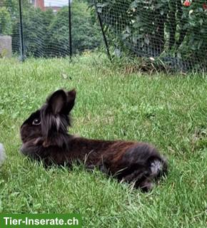 Löwenkopf Zwergkaninchen Bock zum Decken GESUCHT