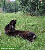 Löwenkopf Zwergkaninchen Bock zum Decken GESUCHT