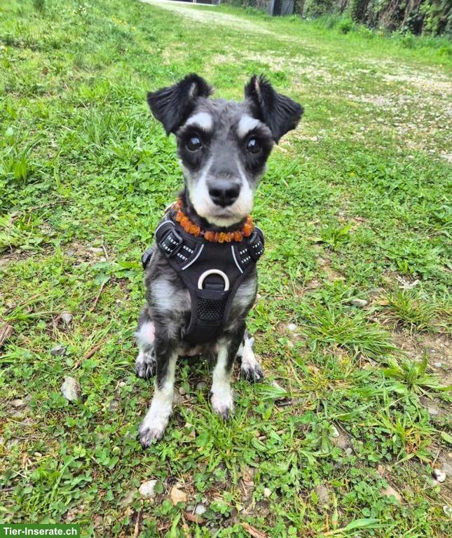 1-jährige Zwergschnauzer Hündin sucht liebes Zuhause