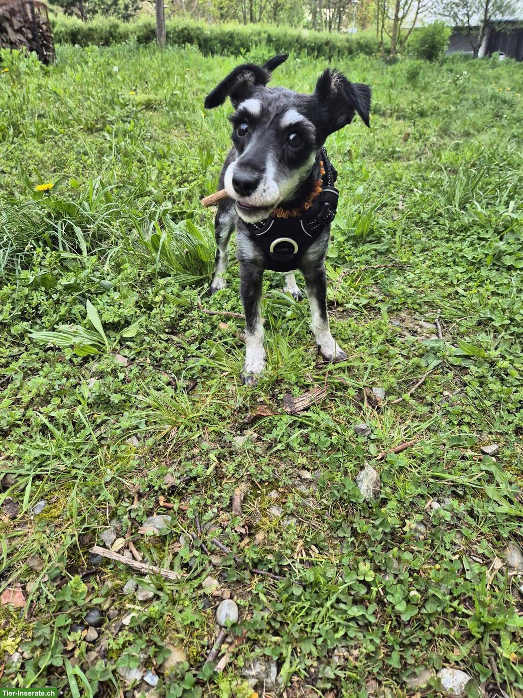 Bild 2: 1-jährige Zwergschnauzer Hündin sucht liebes Zuhause