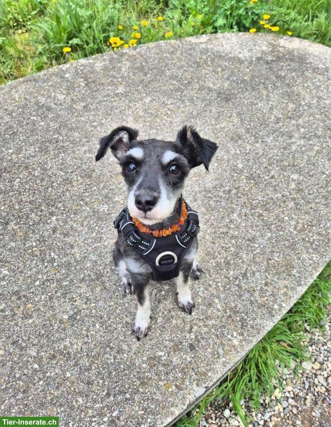 Bild 3: 1-jährige Zwergschnauzer Hündin sucht liebes Zuhause