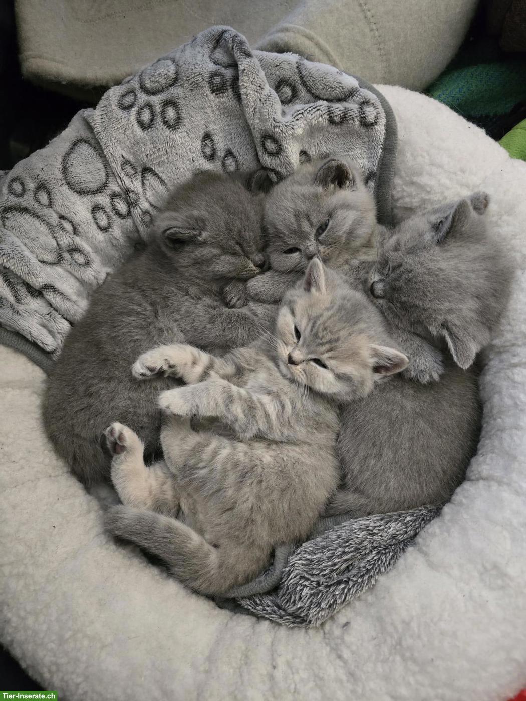 Reinrassige Britisch Kurzhaar Kitten