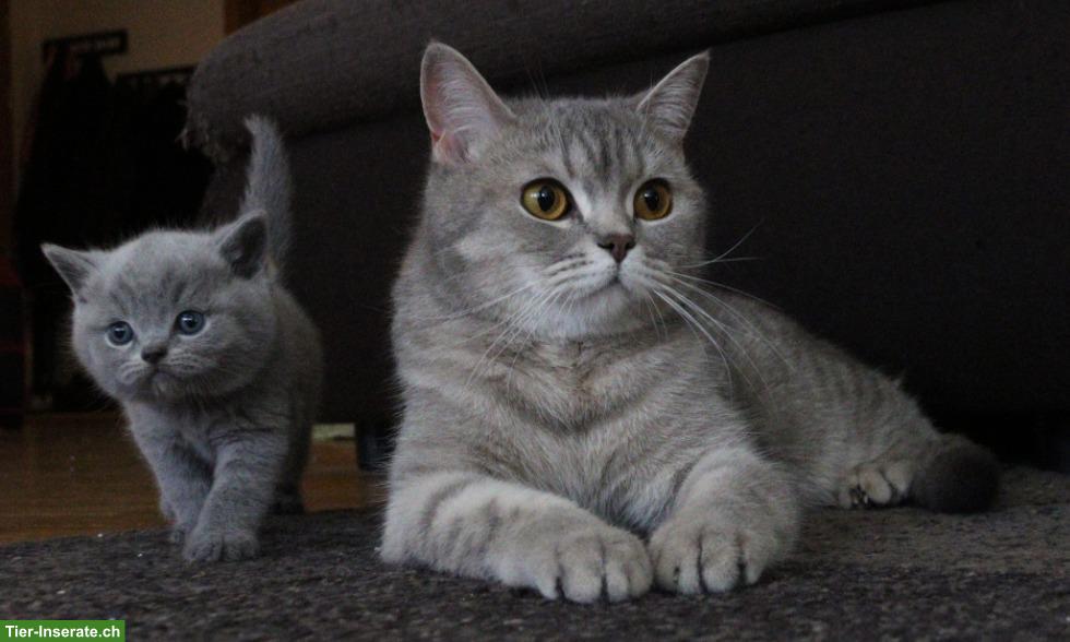 Bild 2: Reinrassige Britisch Kurzhaar Kitten