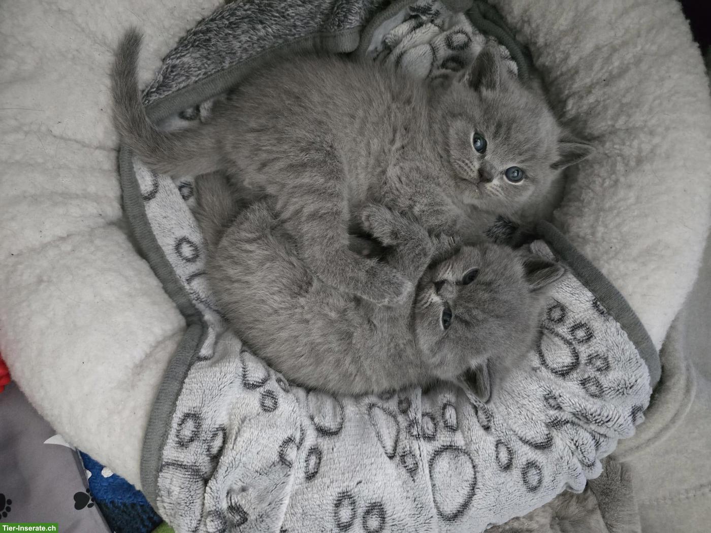 Bild 3: Reinrassige Britisch Kurzhaar Kitten