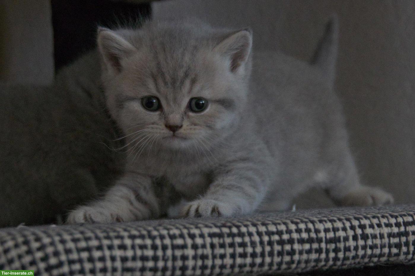 Bild 4: Reinrassige Britisch Kurzhaar Kitten