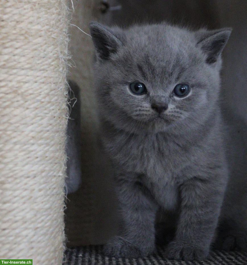 Bild 5: Reinrassige Britisch Kurzhaar Kitten