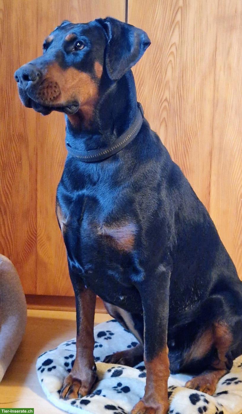 Dobermann Hündin, unkastriert