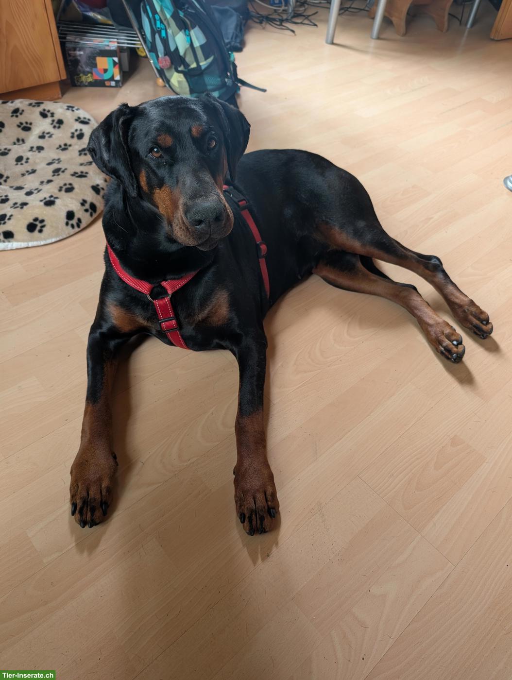 Bild 2: Dobermann Hündin, unkastriert