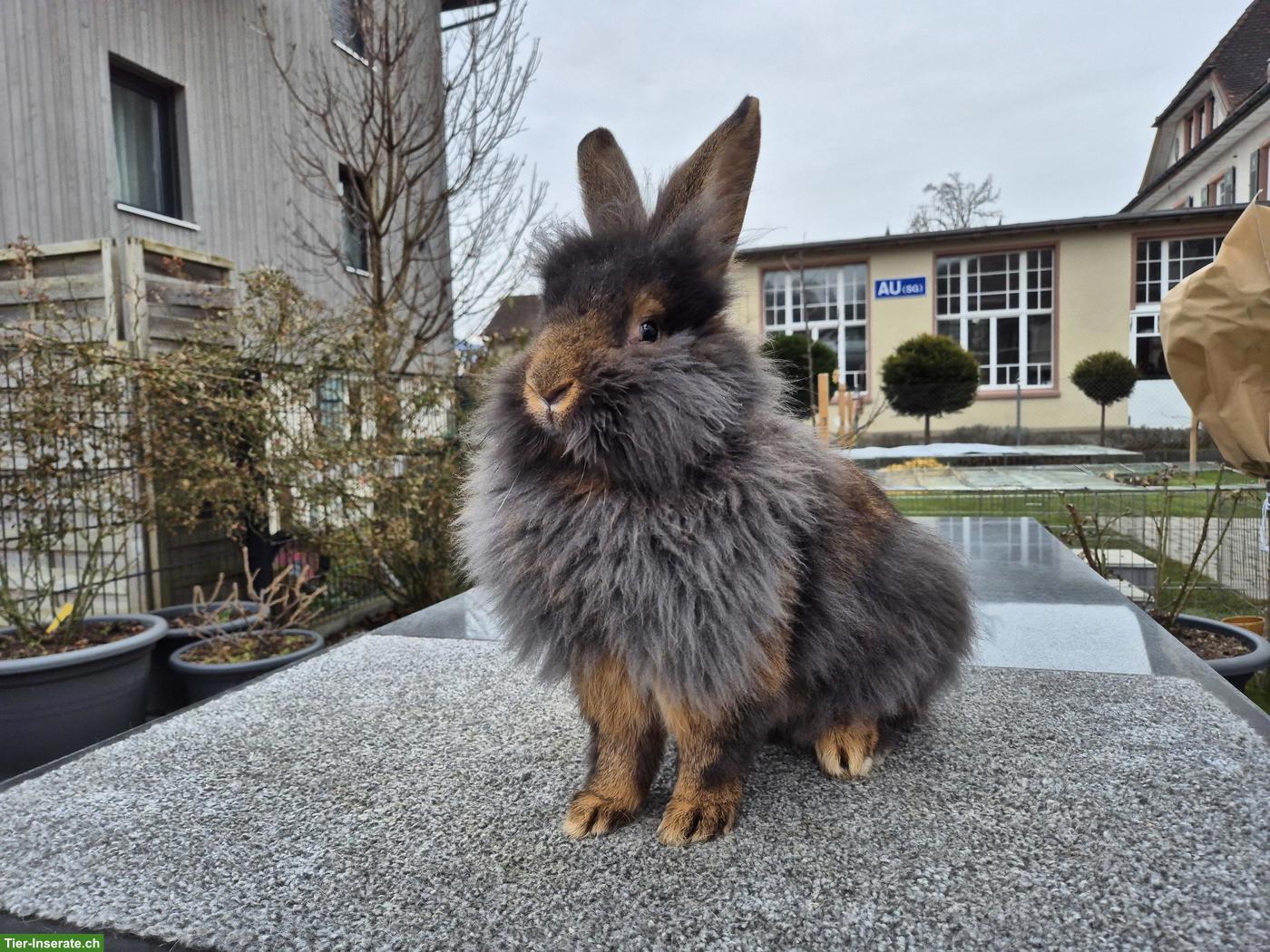 Junge Bartkaninchen aus Vereinszucht