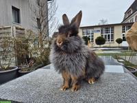 Junge Bartkaninchen aus Vereinszucht