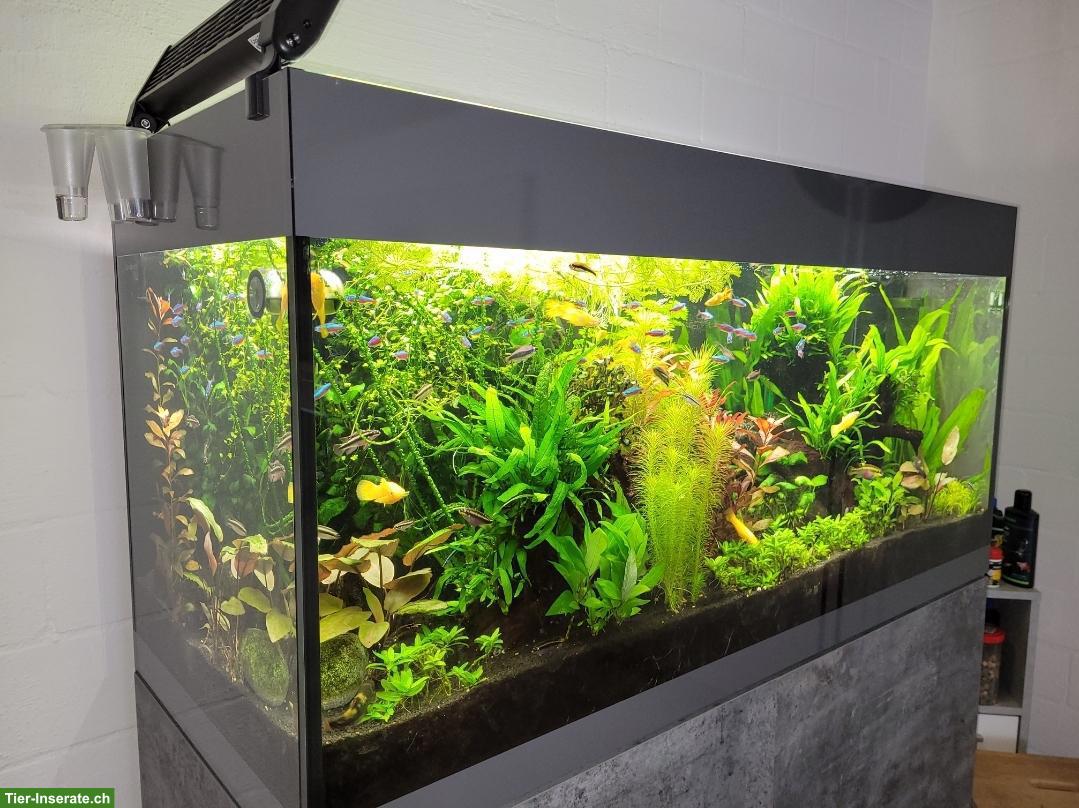 Komplettes Aquarium inkl. Fische & Zubehör zu verkaufen