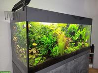 Komplettes Aquarium inkl. Fische & Zubehör zu verkaufen