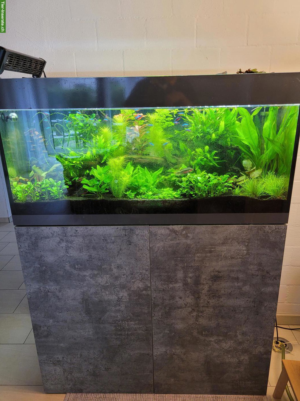 Bild 2: Komplettes Aquarium inkl. Fische & Zubehör zu verkaufen