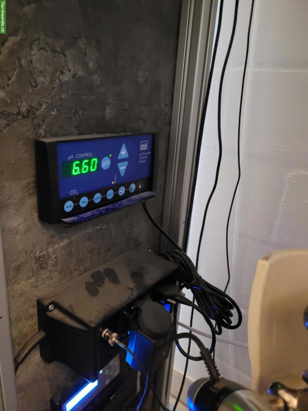 Bild 6: Komplettes Aquarium inkl. Fische & Zubehör zu verkaufen