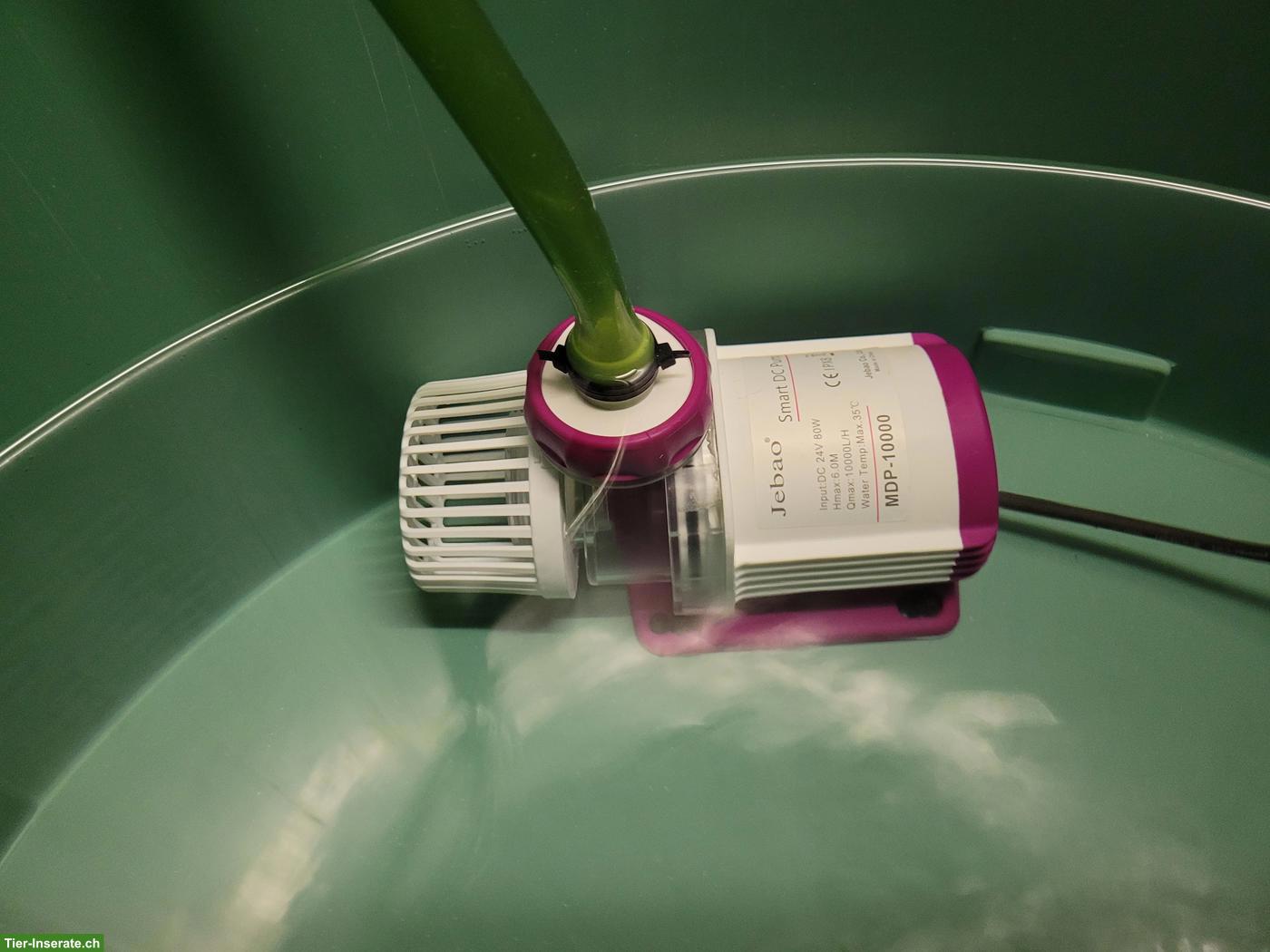 Bild 8: Komplettes Aquarium inkl. Fische & Zubehör zu verkaufen