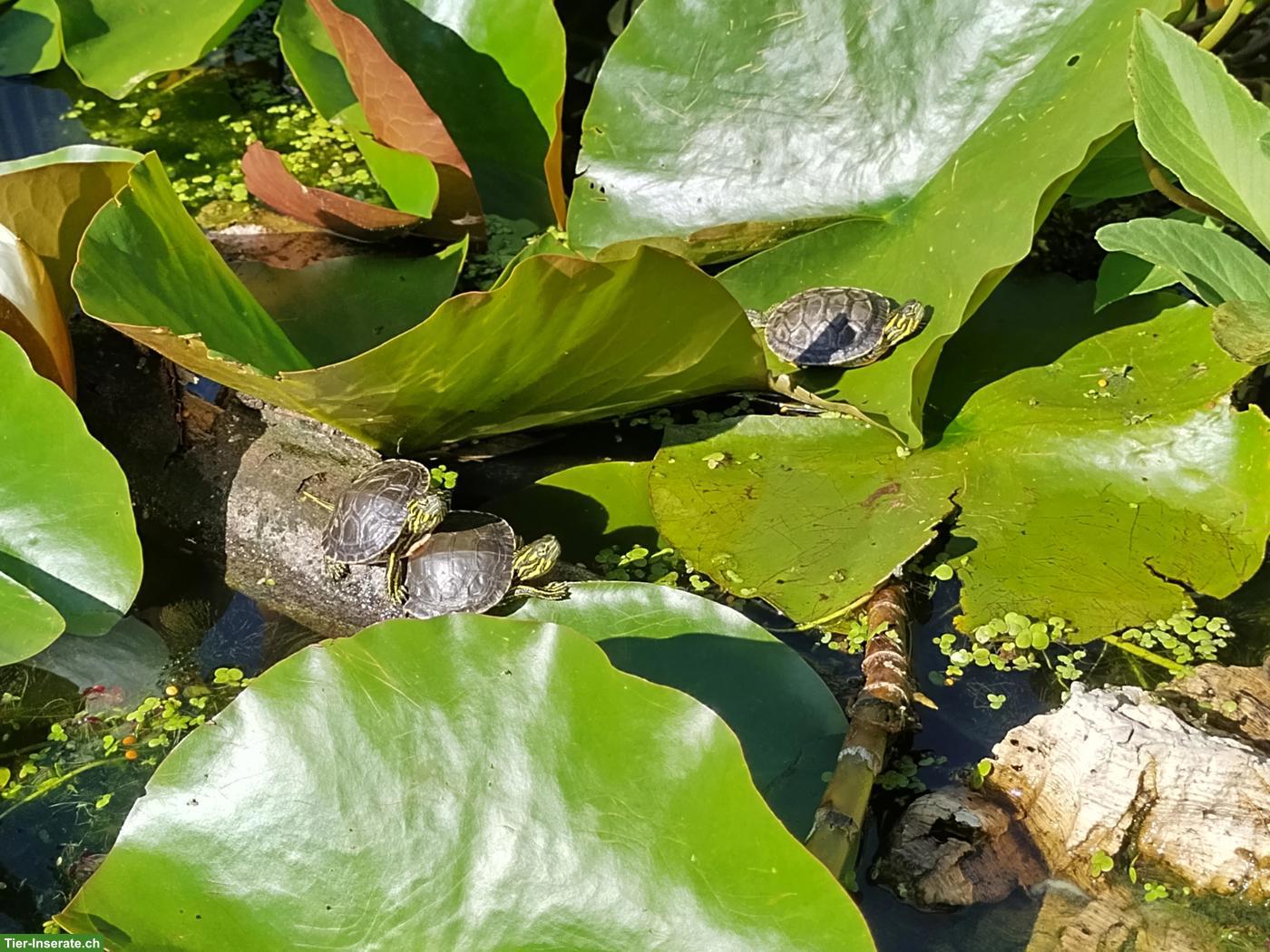 Emys orbicularis orbicularis & Chrysemys picta belli
