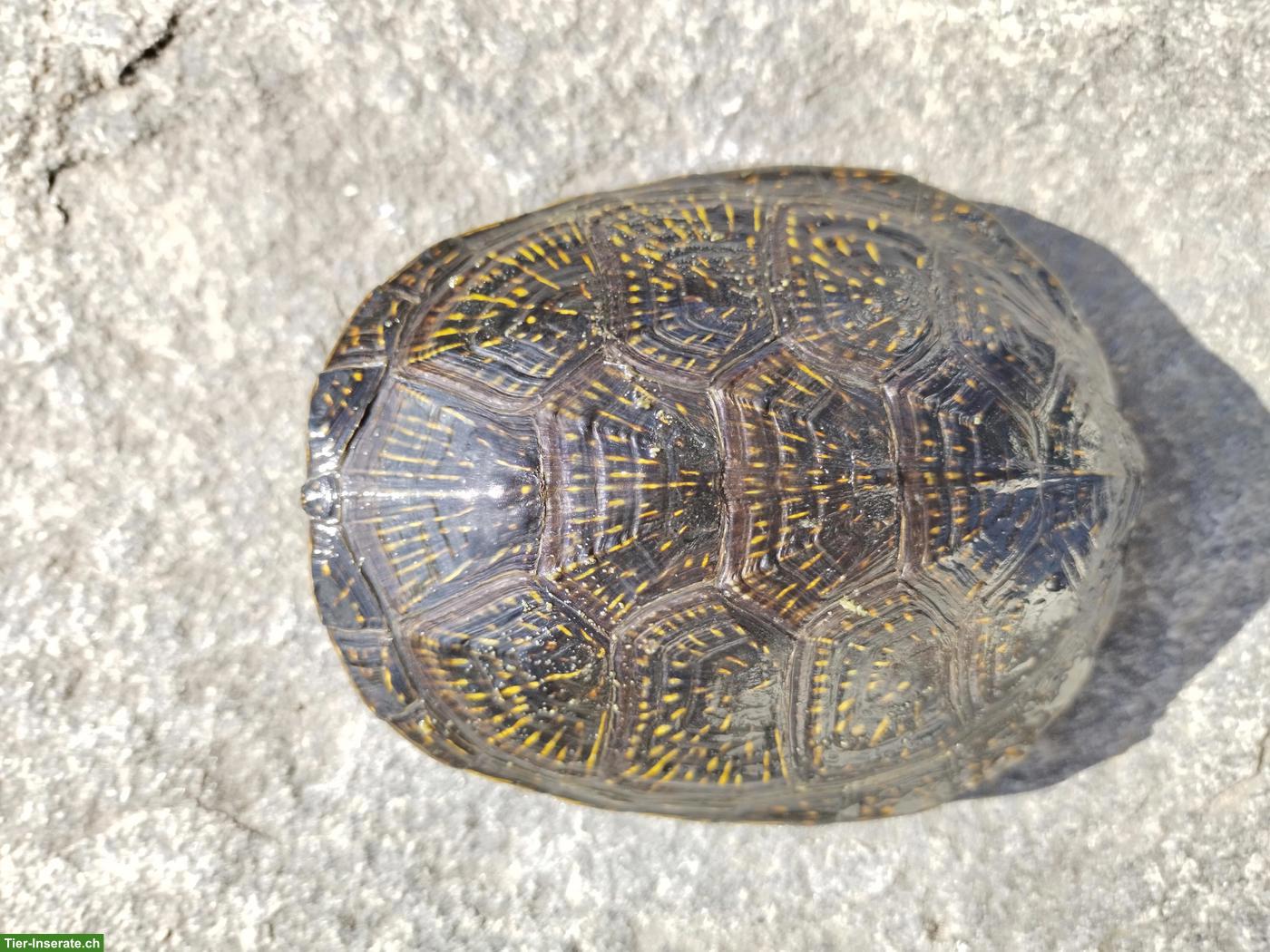 Bild 2: Emys orbicularis orbicularis & Chrysemys picta belli