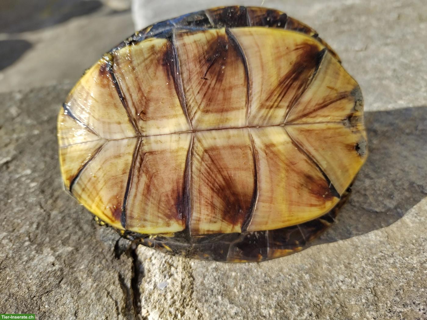 Bild 3: Emys orbicularis orbicularis & Chrysemys picta belli