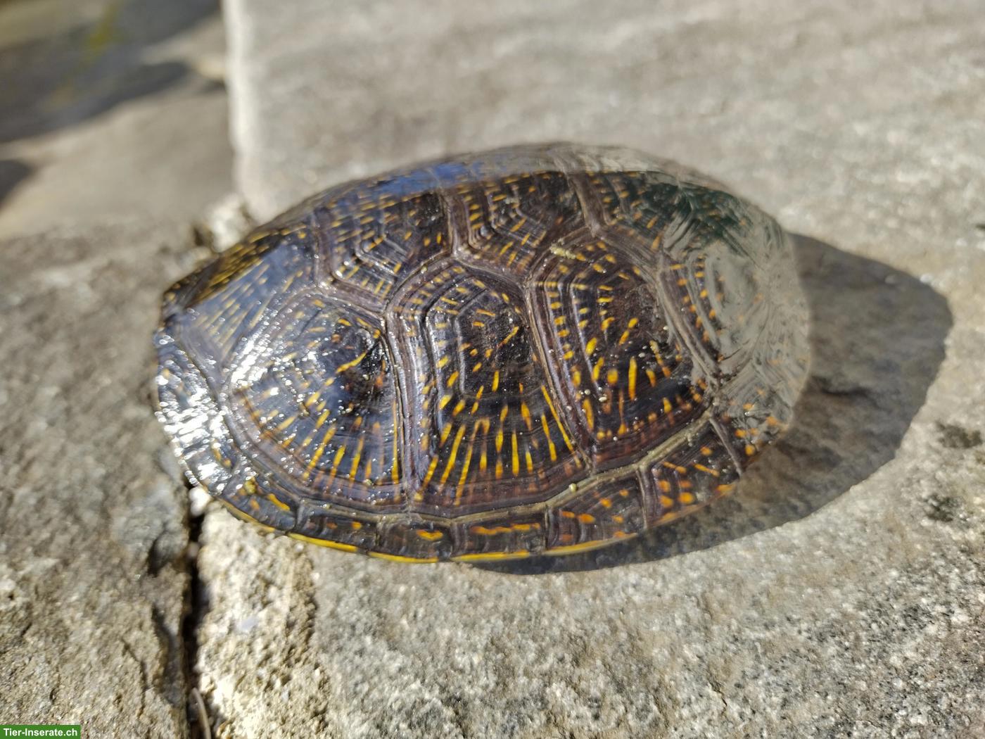 Bild 4: Emys orbicularis orbicularis & Chrysemys picta belli
