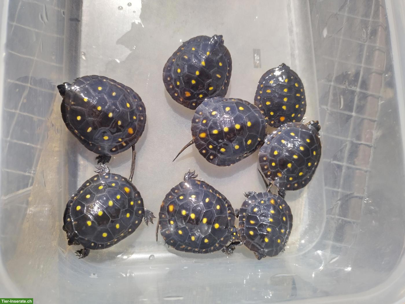 Clemmys guttata, Tropfenschildkröten zu verkaufen