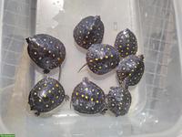 Clemmys guttata, Tropfenschildkröten zu verkaufen