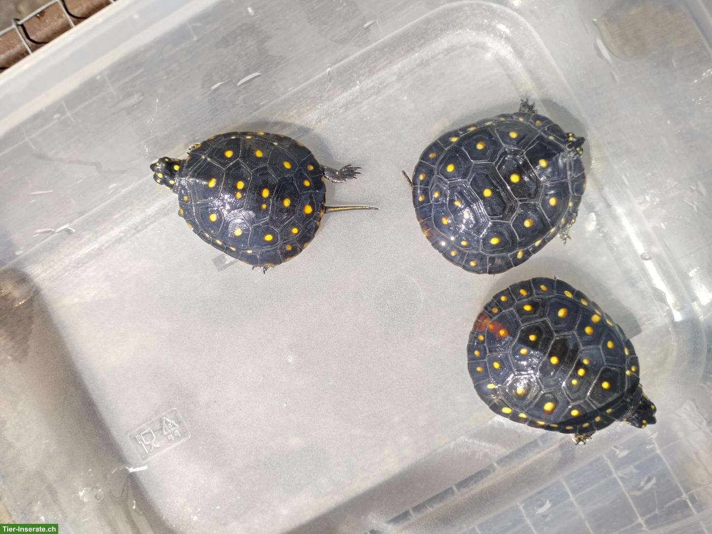 Bild 2: Clemmys guttata, Tropfenschildkröten zu verkaufen