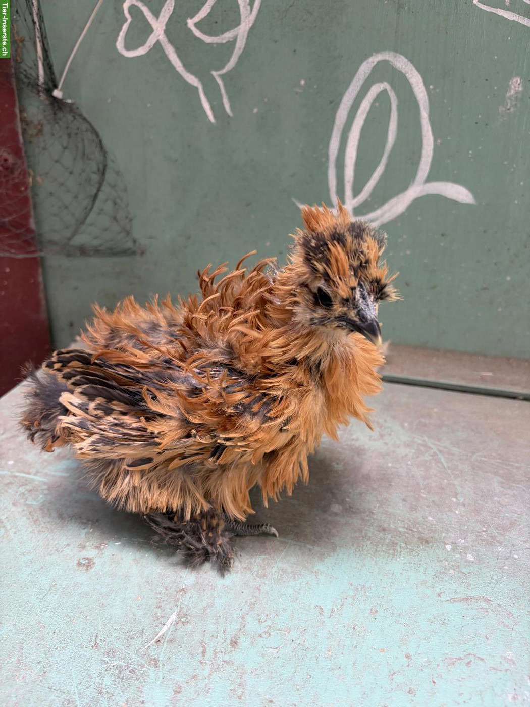 US Silkie Hennen suchen schönes Zuhause