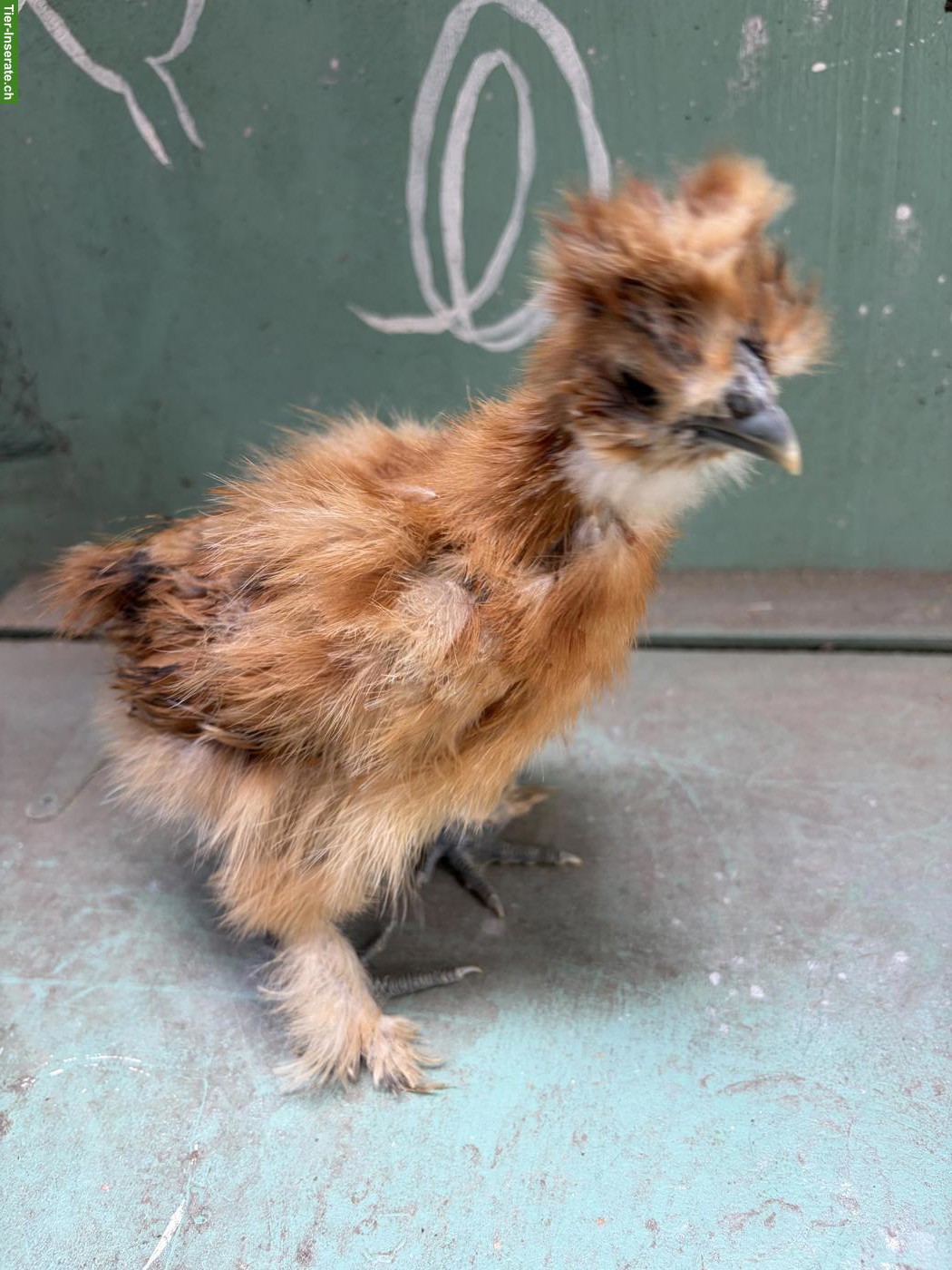 Bild 10: US Silkie Hennen suchen schönes Zuhause