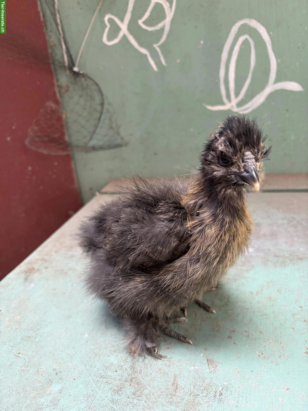 Bild 2: US Silkie Hennen suchen schönes Zuhause