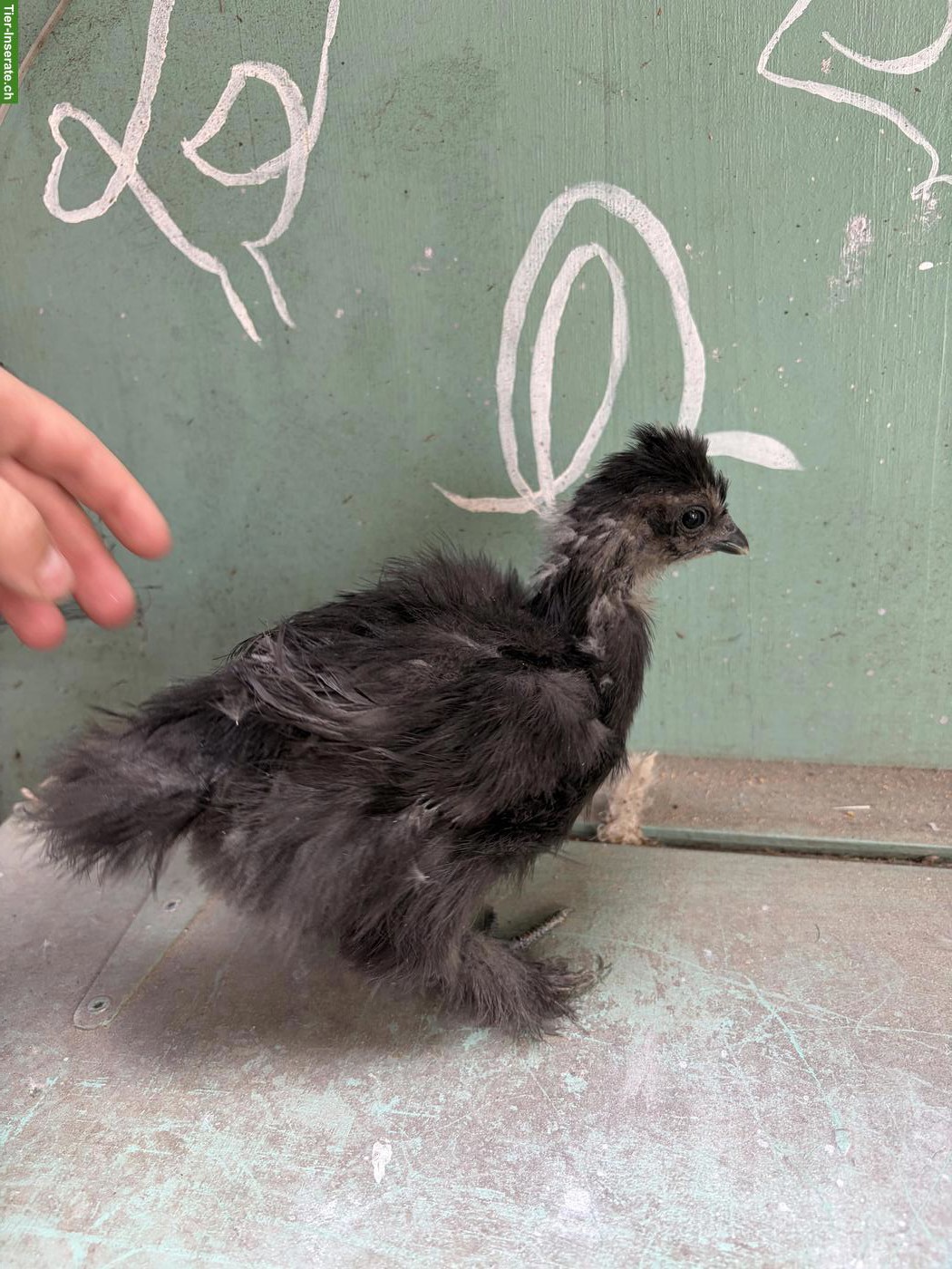 Bild 3: US Silkie Hennen suchen schönes Zuhause