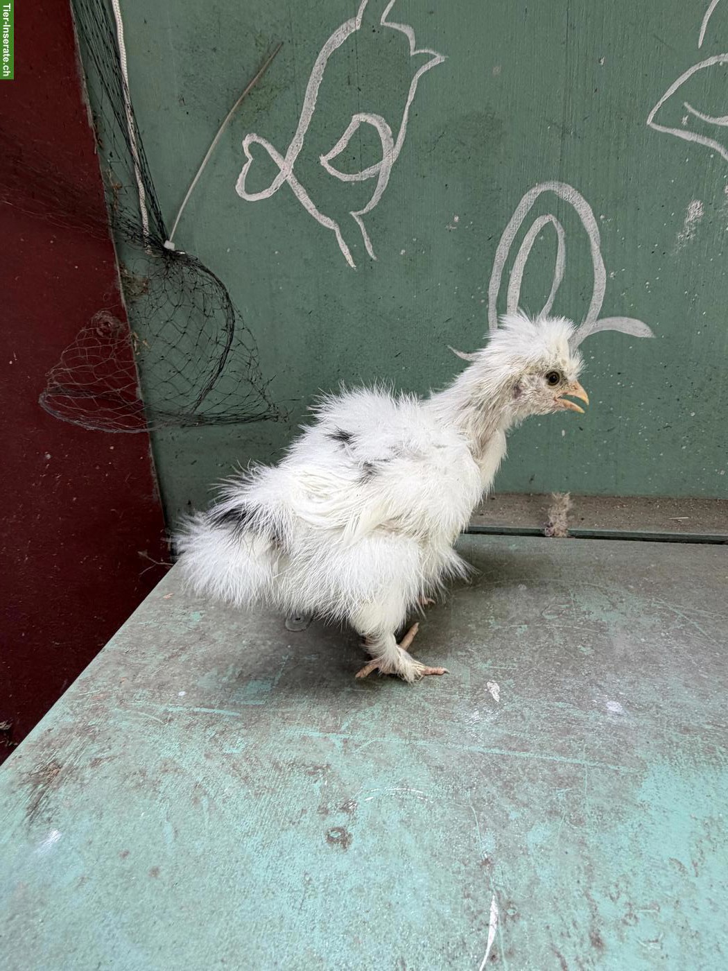 Bild 4: US Silkie Hennen suchen schönes Zuhause