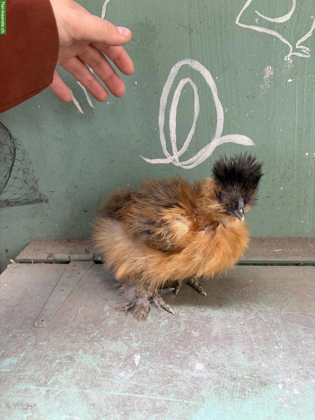 Bild 5: US Silkie Hennen suchen schönes Zuhause