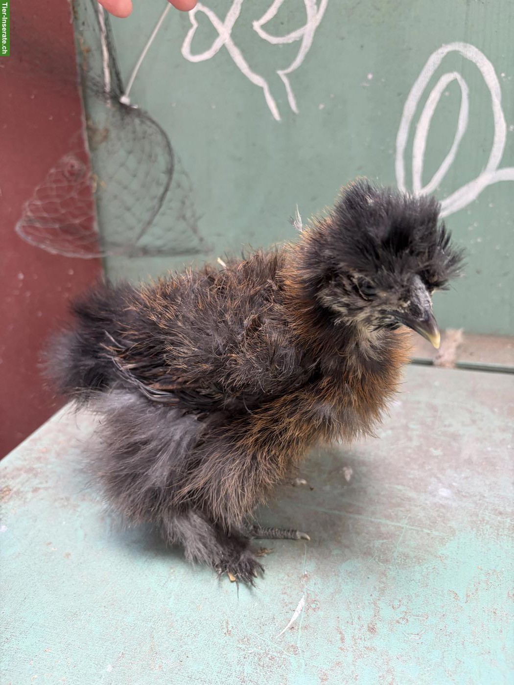 Bild 6: US Silkie Hennen suchen schönes Zuhause