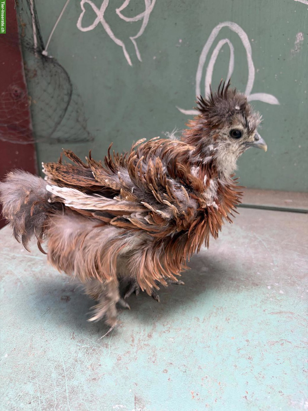 Bild 7: US Silkie Hennen suchen schönes Zuhause