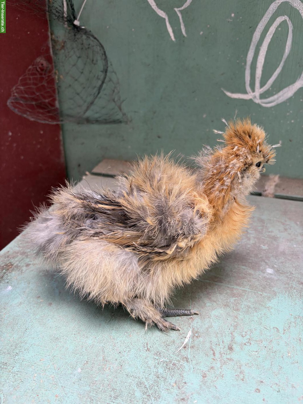 Bild 8: US Silkie Hennen suchen schönes Zuhause