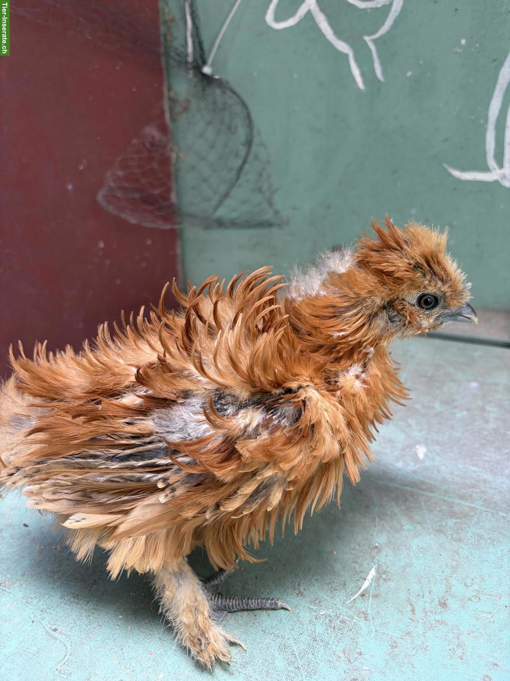 Bild 9: US Silkie Hennen suchen schönes Zuhause