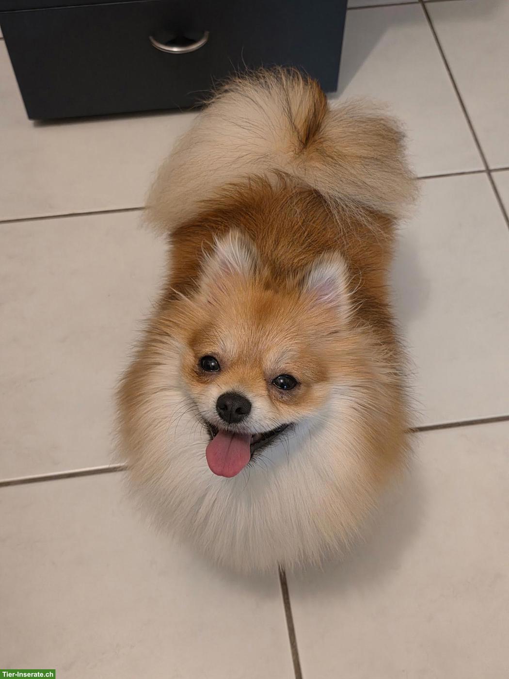 Zwergspitz Hündin Lilly sucht neues Zuhause