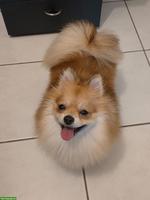 Zwergspitz Hündin Lilly sucht neues Zuhause