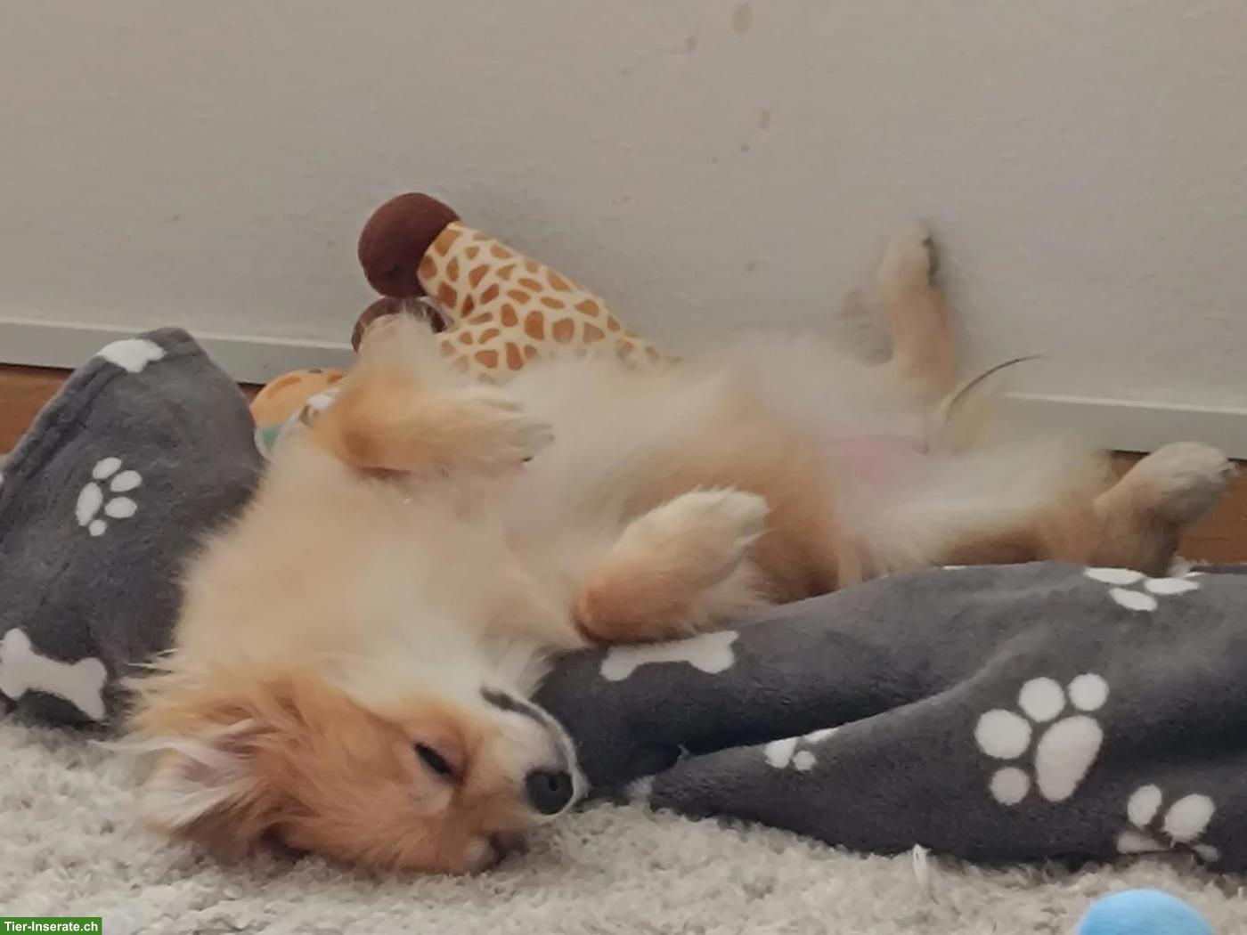 Bild 10: Zwergspitz Hündin Lilly sucht neues Zuhause