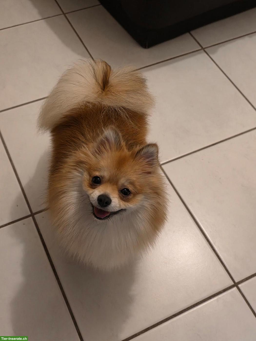 Bild 2: Zwergspitz Hündin Lilly sucht neues Zuhause