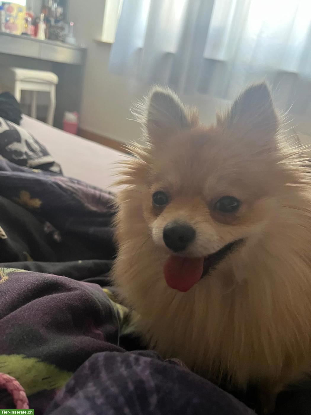 Bild 3: Zwergspitz Hündin Lilly sucht neues Zuhause