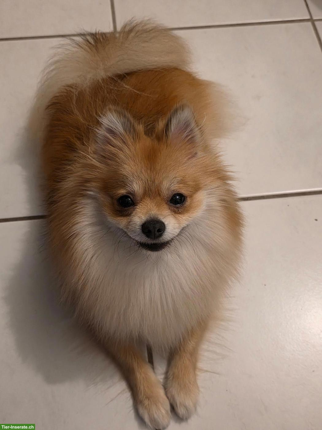 Bild 4: Zwergspitz Hündin Lilly sucht neues Zuhause