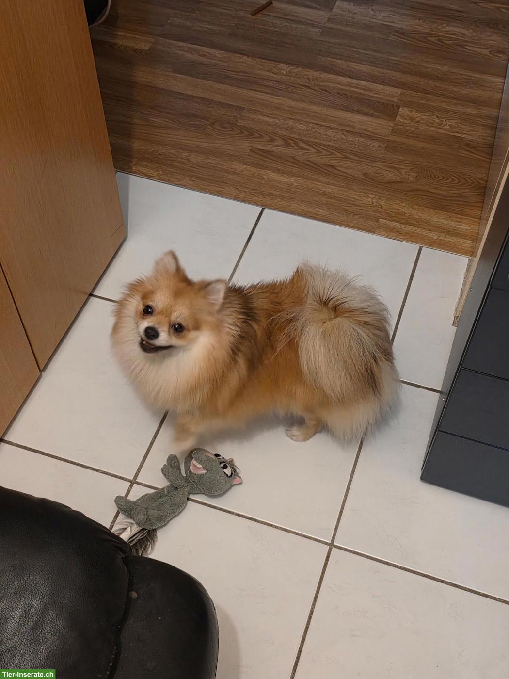 Bild 5: Zwergspitz Hündin Lilly sucht neues Zuhause