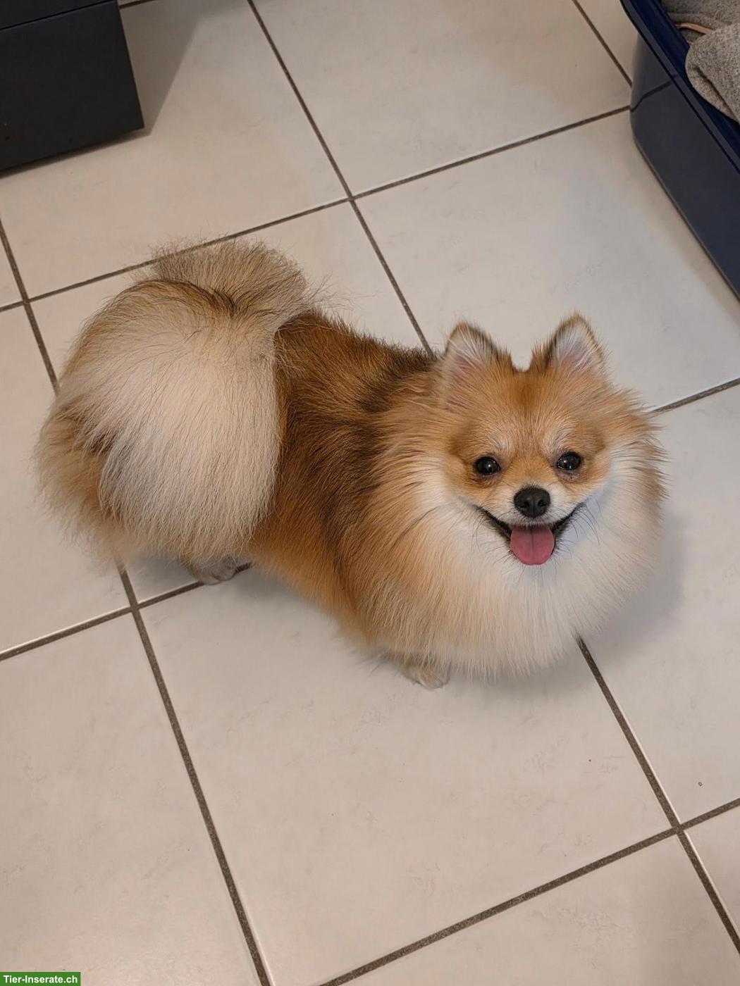 Bild 6: Zwergspitz Hündin Lilly sucht neues Zuhause